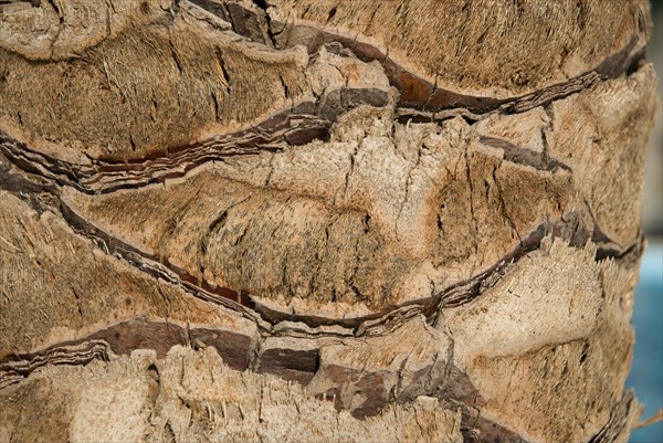 Palm tree closeup