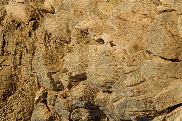 Palm tree closeup