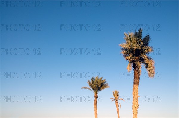 Palm trees, Tunisia