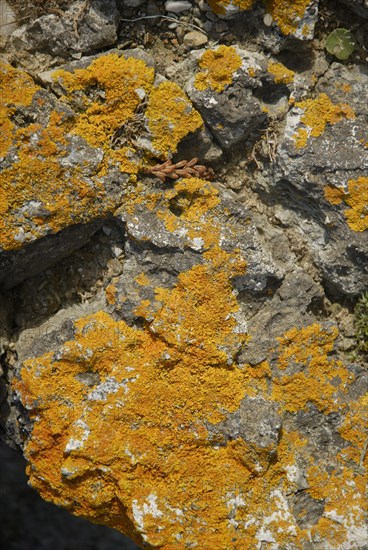 Lichen sur un rocher