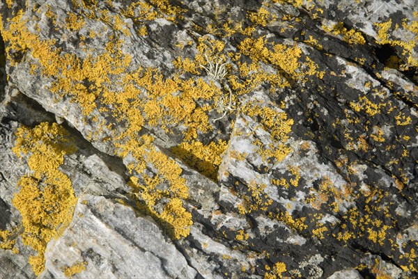 Lichen on a rock, Belle-Île-en-Mer, France
