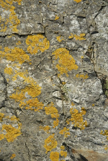 Lichen sur un rocher