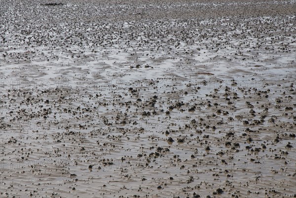 Low water at Ronce le Bains, France