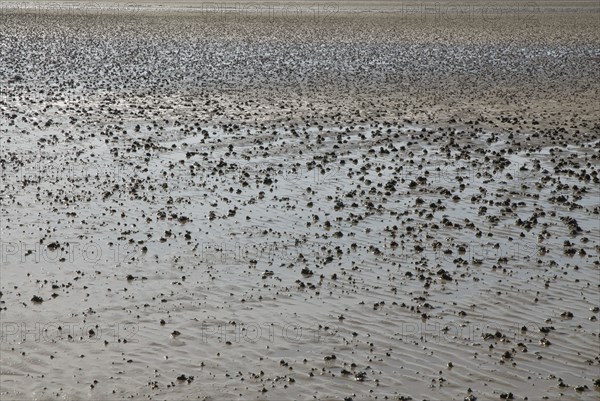 Low water at Ronce le Bains, France