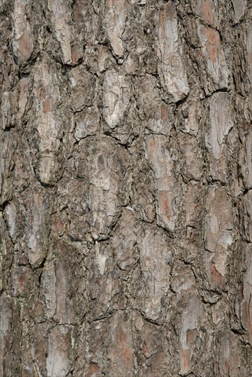 Tree bark from the Forêt de Coubre, France, 2008