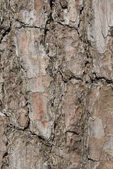 Ecorce d'un arbre de la forêt de Coubre, 2008