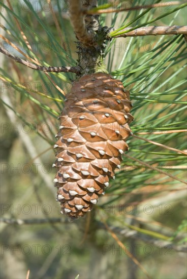 Pomme de pin