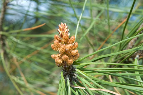 Pine cone, closeup