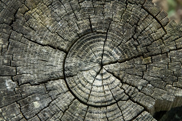 Round timber