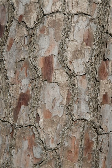 Tree bark from the Forêt de Coubre, France, 2008