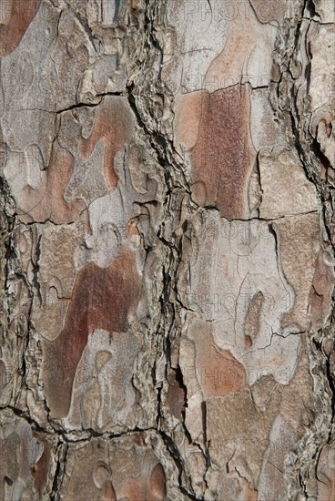 Tree bark from the Forêt de Coubre, France, 2008
