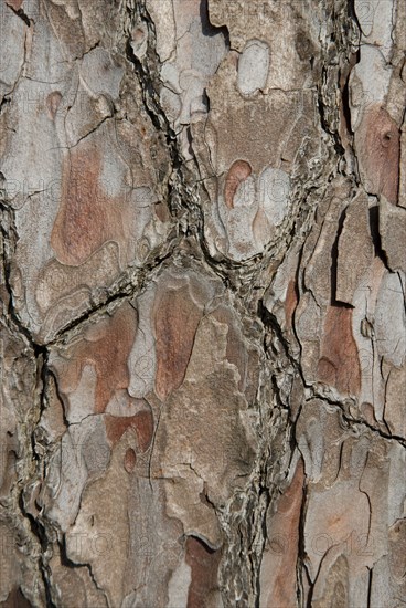 Tree bark from the Forêt de Coubre, France, 2008