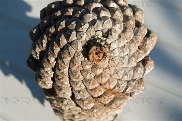 Pine cone, closeup