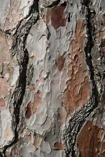 Tree bark from the Forêt de Coubre, France, 2008