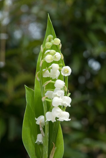 Blade of lily of the valley