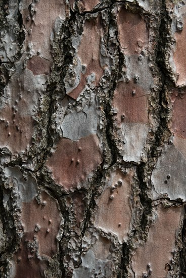 Tree bark from the Forêt de Coubre, France, 2008