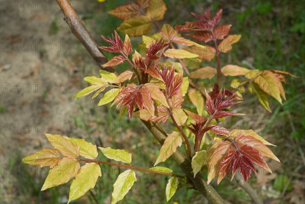 Shrub in a forest of Ronce le Bains, 2008