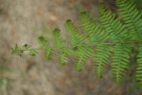 Fougère dans une forêt de Ronce le Bains, 2008