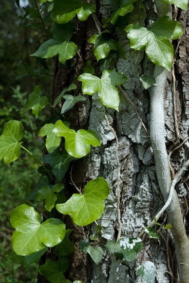 Lierre sur un arbre dans une forêt de Ronce le Bains, 2008