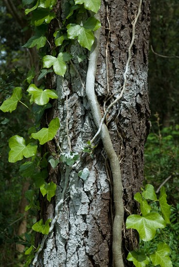 Ivy on a tree in a forest of Ronce le Bains, 2008
