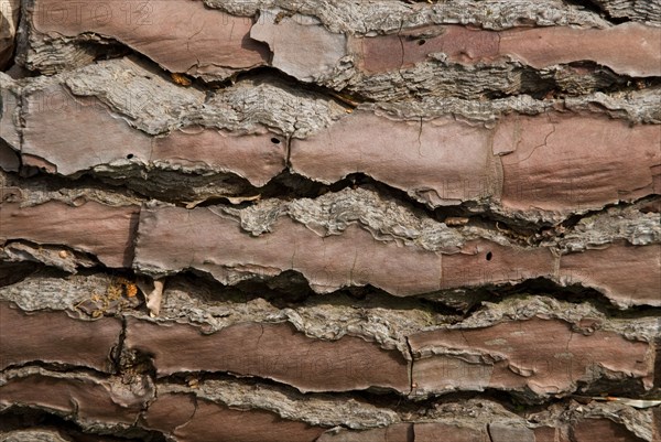 Tree bark from the Forêt de Coubre, France, 2008