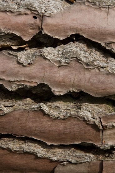 Tree bark from the Forêt de Coubre, France, 2008