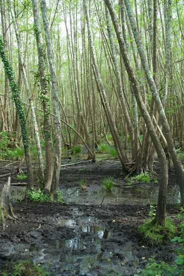 Swamp in the Foret de Coubre, France