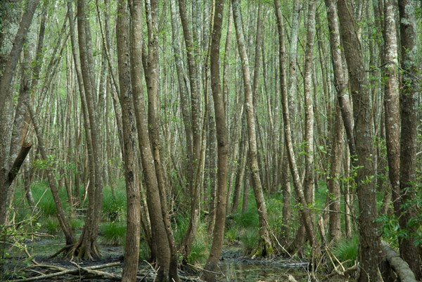 Swamp in the Foret de Coubre, France