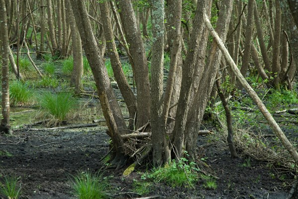 Swamp in the Foret de Coubre, France