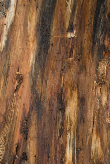 Ecorce d'un arbre de la forêt de Coubre, 2008