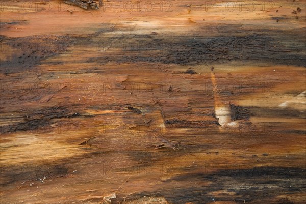 Tree bark from the Forêt de Coubre, France, 2008