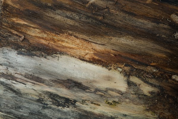 Tree bark from the Forêt de Coubre, France, 2008