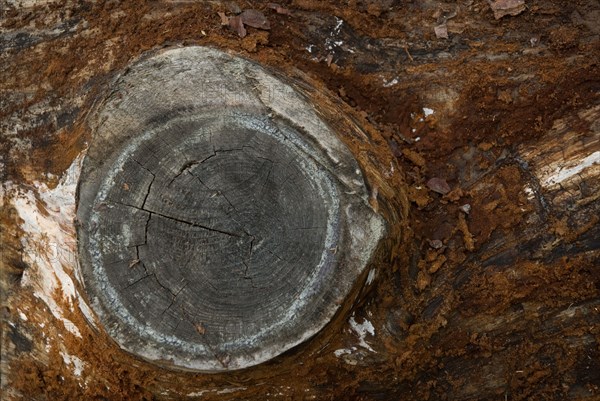 Tree bark from the Forêt de Coubre, France, 2008