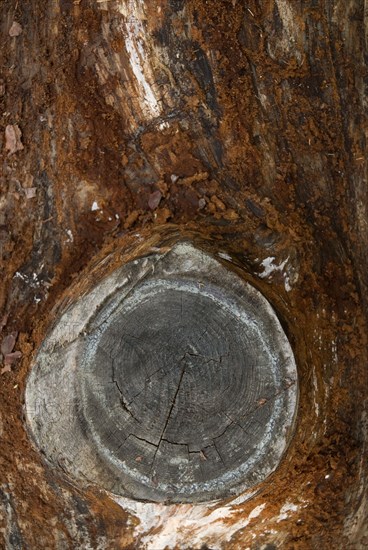 Tree bark from the Forêt de Coubre, France, 2008