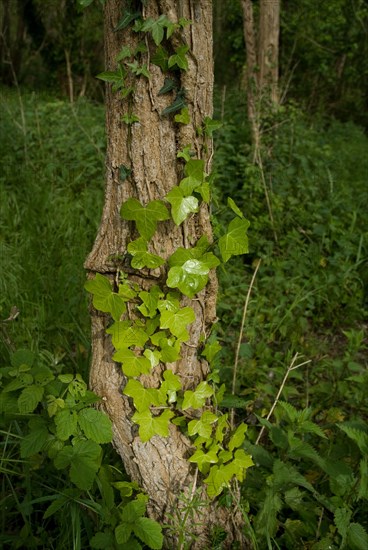 Ivy on a tree in a forest of Ronce le Bains, 2008