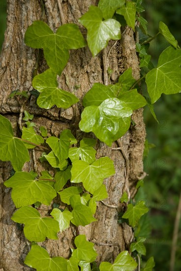 Ivy on a tree in a forest of Ronce le Bains, 2008