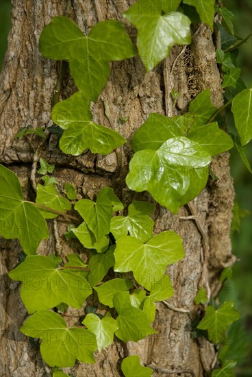 Ivy on a tree in a forest of Ronce le Bains, 2008