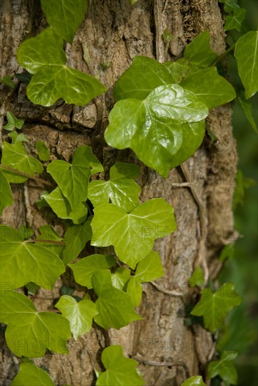 Ivy on a tree in a forest of Ronce le Bains, 2008