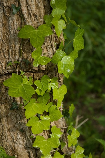 Ivy on a tree in a forest of Ronce le Bains, 2008