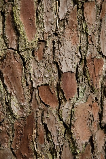 Tree bark from the Forêt de Coubre, France, 2008