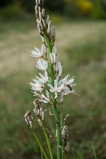 Flowers from the Foret de Coubre in Ronce le Bains