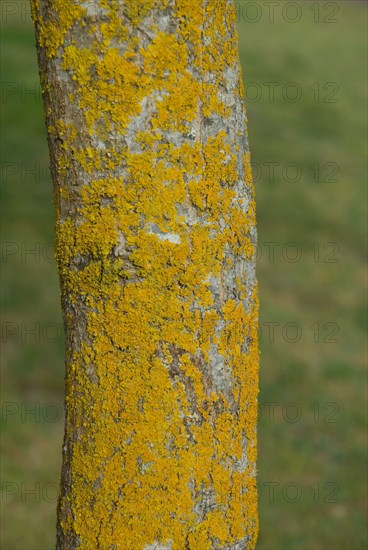 Tree bark from the Forêt de Coubre, France, 2008