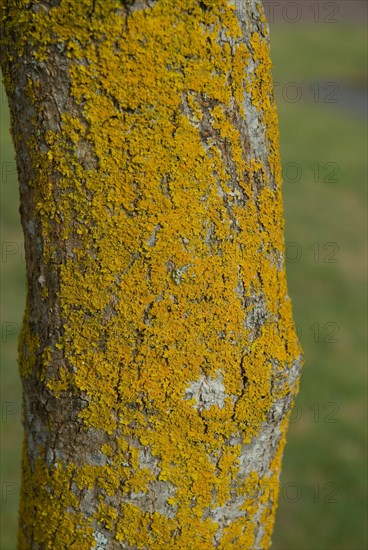 Tree bark from the Forêt de Coubre, France, 2008