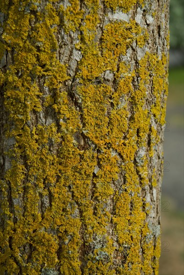 Tree bark from the Forêt de Coubre, France, 2008