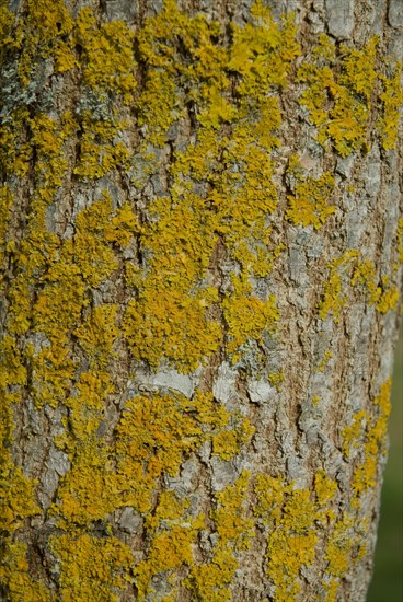 Tree bark from the Forêt de Coubre, France, 2008
