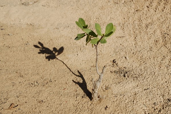 2008, sècheresse, Tunisie, végétaux