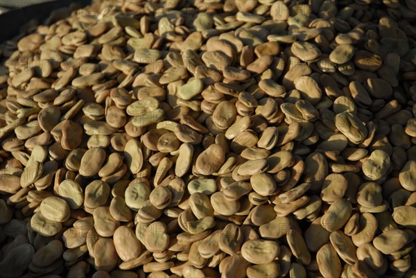 2008, marché fruits et légumes, fèves, Tunisie
