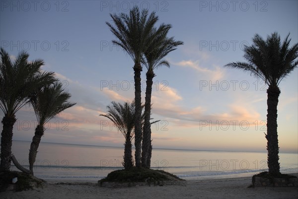 2008, coucher du soleil, palmiers, plage, soir, Tunisie