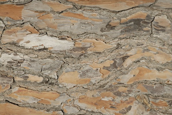 2009, Hyères, 83400, erbre , écorce