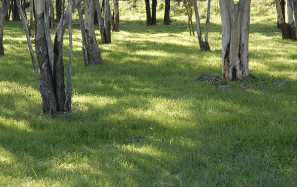 2009, Hyères, 83400, arbres, troncs